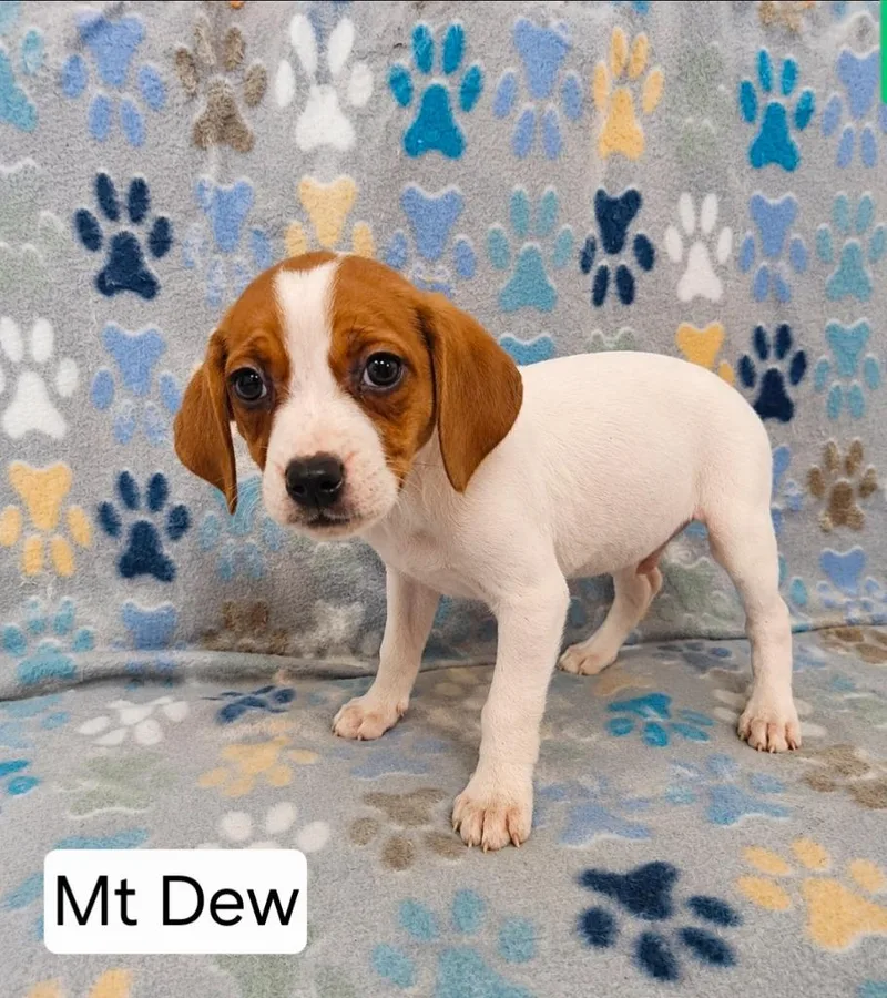 A baby medium-sized female English Coonhound dog named Mountain Dew for adoption in Wabash, IN