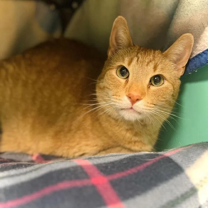 An adult large-sized male Orange / Red Domestic Short Hair cat named Ricky for adoption in Owosso, MI