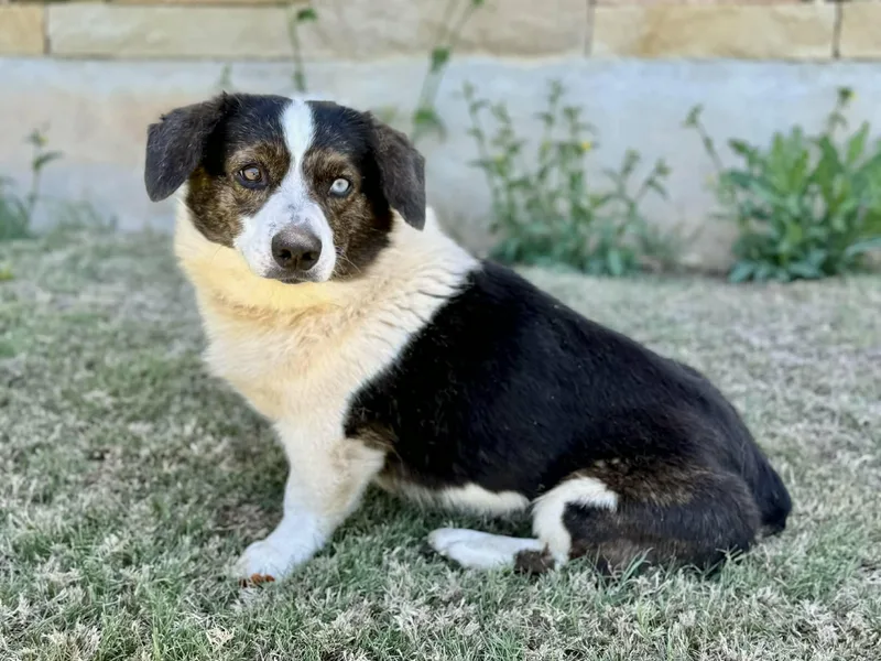 An adult medium-sized male Bicolor Corgi dog named Bruno for adoption in Boerne, TX