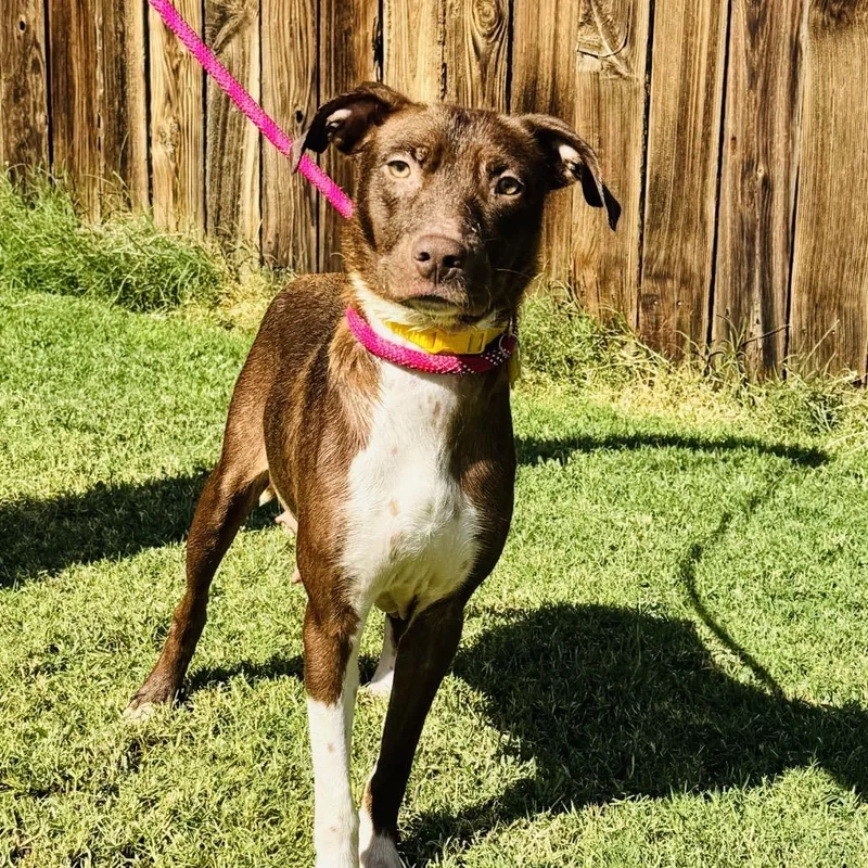 An adult small-sized female Brown / Chocolate Mixed Breed dog named Faith for adoption in San Diego, CA