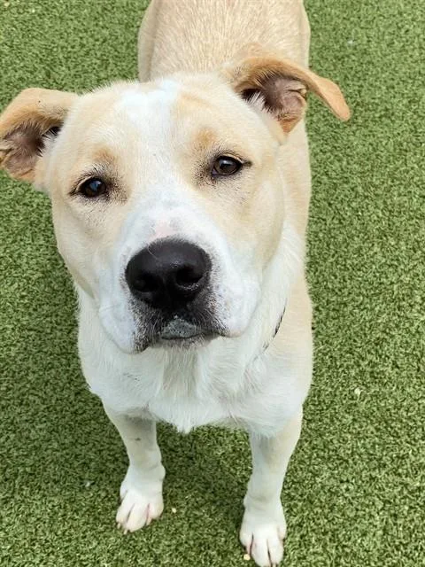 A young medium-sized male Labrador Retriever dog named Red for adoption in Fayetteville, NC