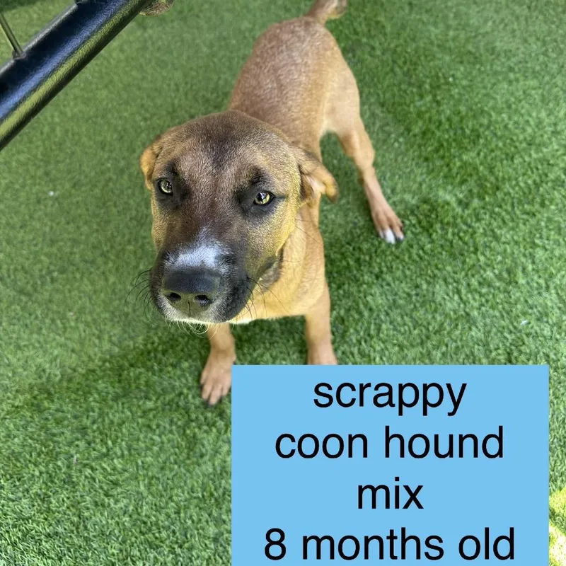 Scrappy