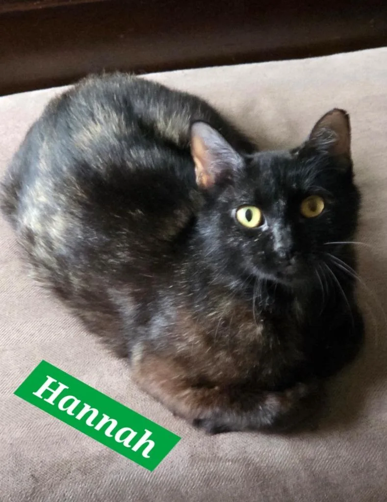A baby medium-sized female Domestic Short Hair cat named Hannah for adoption in Manchester, TN