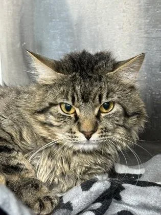 An adult medium-sized male Domestic Medium Hair cat named Jango for adoption in West Chester, PA