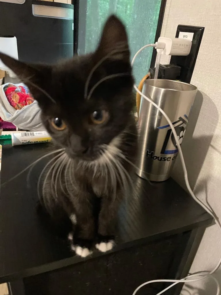 A baby large-sized female Domestic Short Hair cat named Fancy for adoption in Dalton, GA