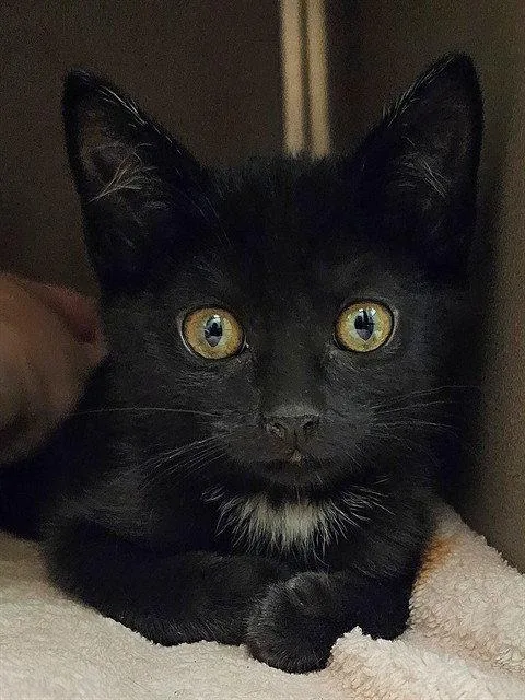 A baby medium-sized female Black Domestic Medium Hair cat named Pico for adoption in Clyde, NC