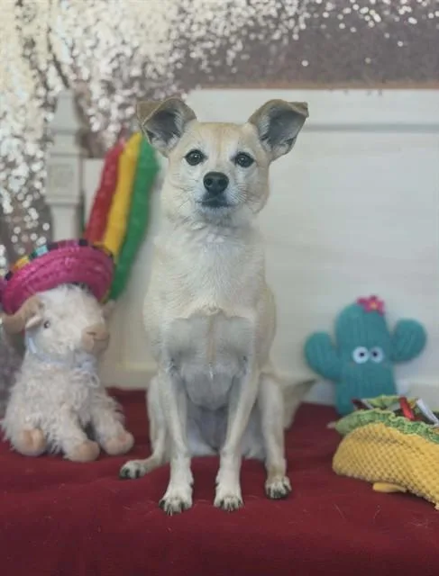 An adult small-sized female Chihuahua dog named Willow for adoption in Fairfield, CA