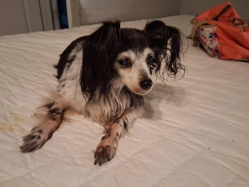 A senior small-sized female Yorkshire Terrier dog named Minnie for adoption in Bryan, TX