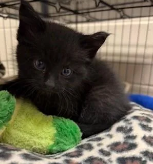 A baby medium-sized male Domestic Short Hair cat named Yancy for adoption in Mason City, IA
