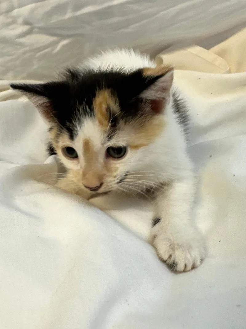 A baby medium-sized female Domestic Short Hair cat named Honeybee for adoption in Margate, FL