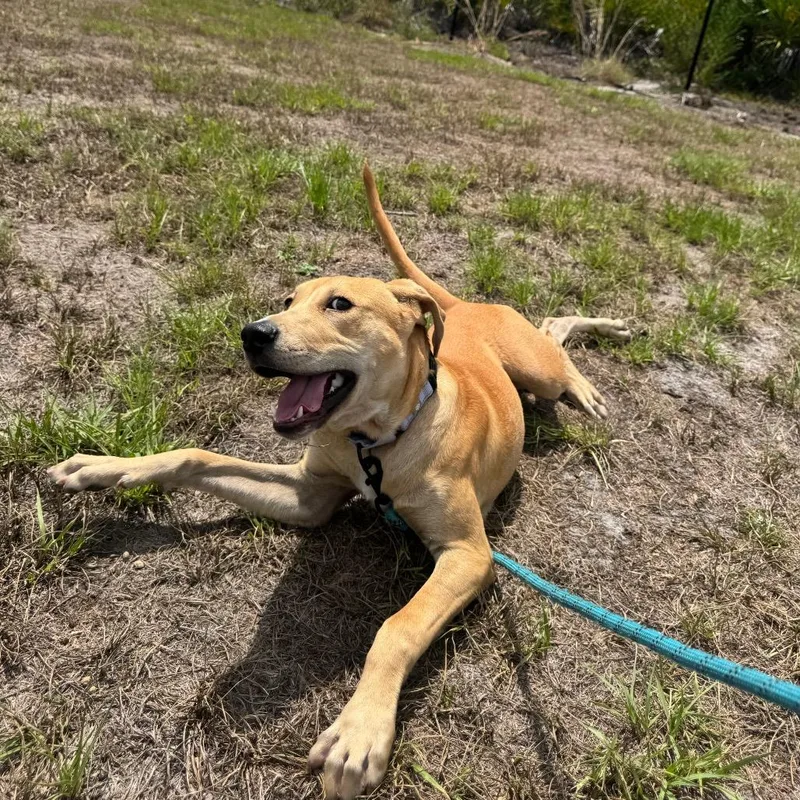 A young medium-sized male Yellow / Tan / Blond / Fawn Mixed Breed dog named Vindaloo for adoption in Englewood, FL