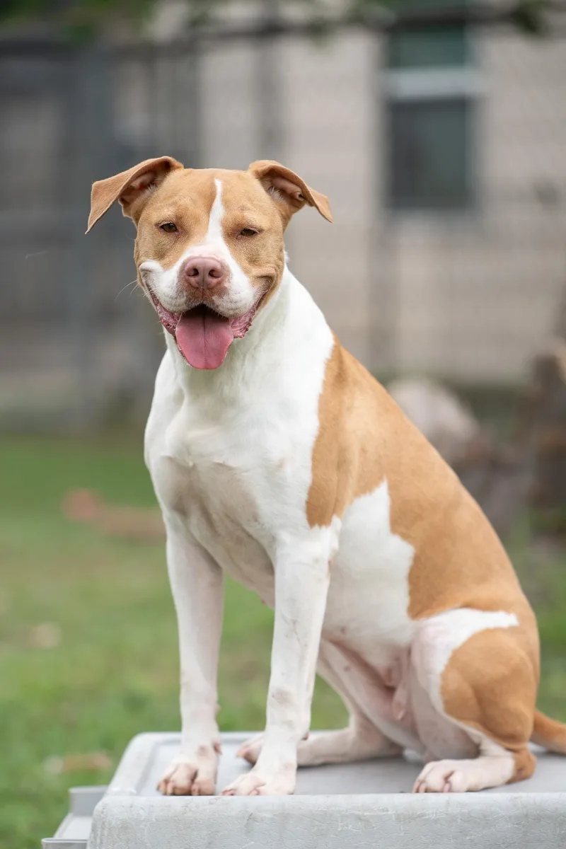 An adult medium-sized female Golden American Staffordshire Terrier dog named Lina for adoption in Tomball, TX