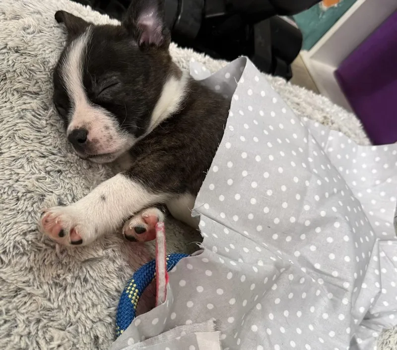 A baby small-sized female White / Cream Boston Terrier dog named Brit for adoption in Baker, LA