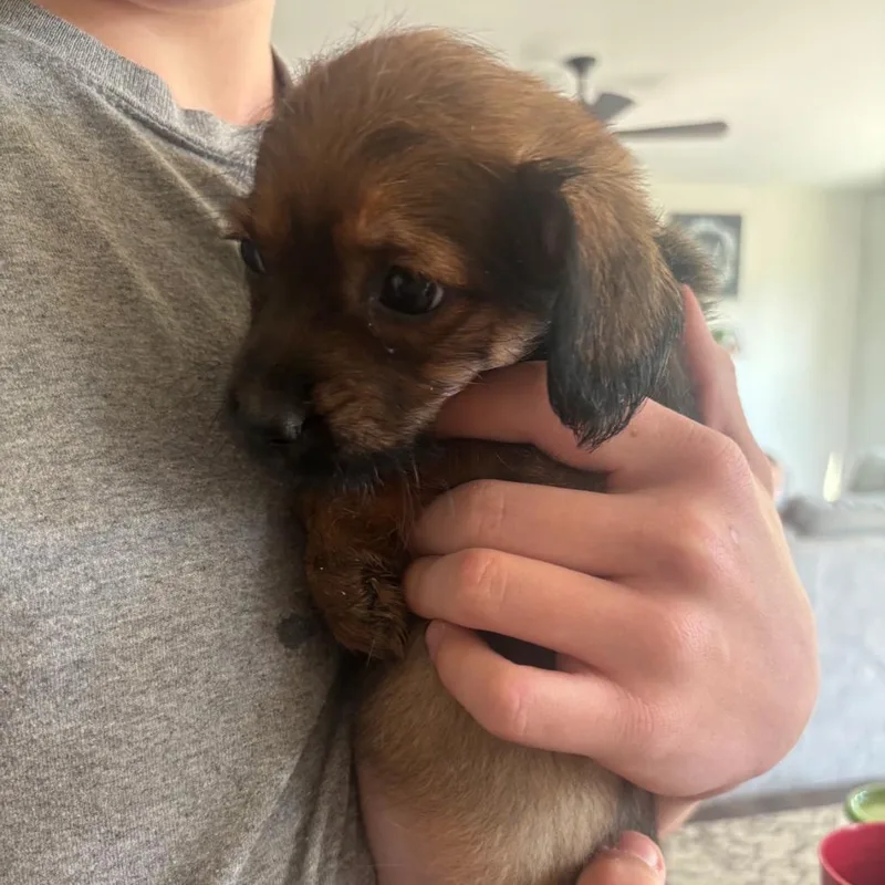 A baby small-sized female Brown / Chocolate Mixed Breed dog named Chirpa for adoption in Fredericksburg, VA