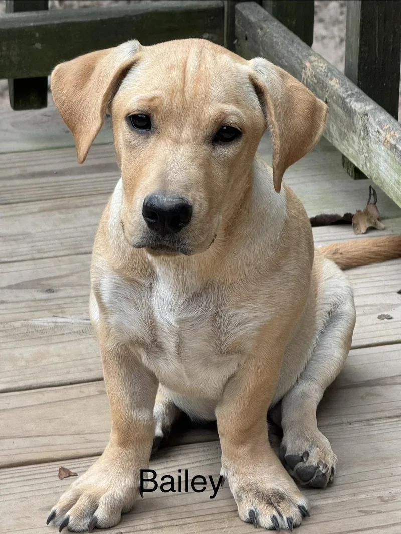 A young medium-sized female Labrador Retriever dog named Bailey months AVA for adoption in Sterling, MA