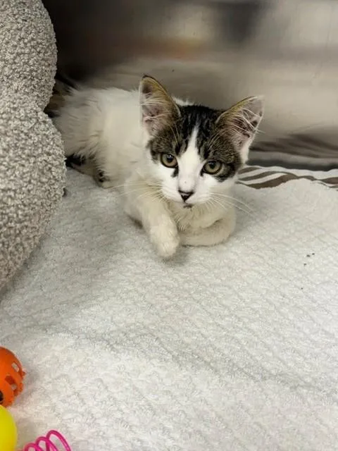A baby small-sized female Domestic Short Hair cat named Mely for adoption in Naples, FL
