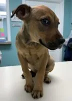 A baby medium-sized male Shepherd dog named Sarafina for adoption in Madison, NJ