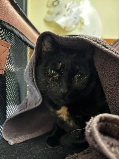 An adult small-sized female Domestic Short Hair cat named Peanut for adoption in Burlington, WA