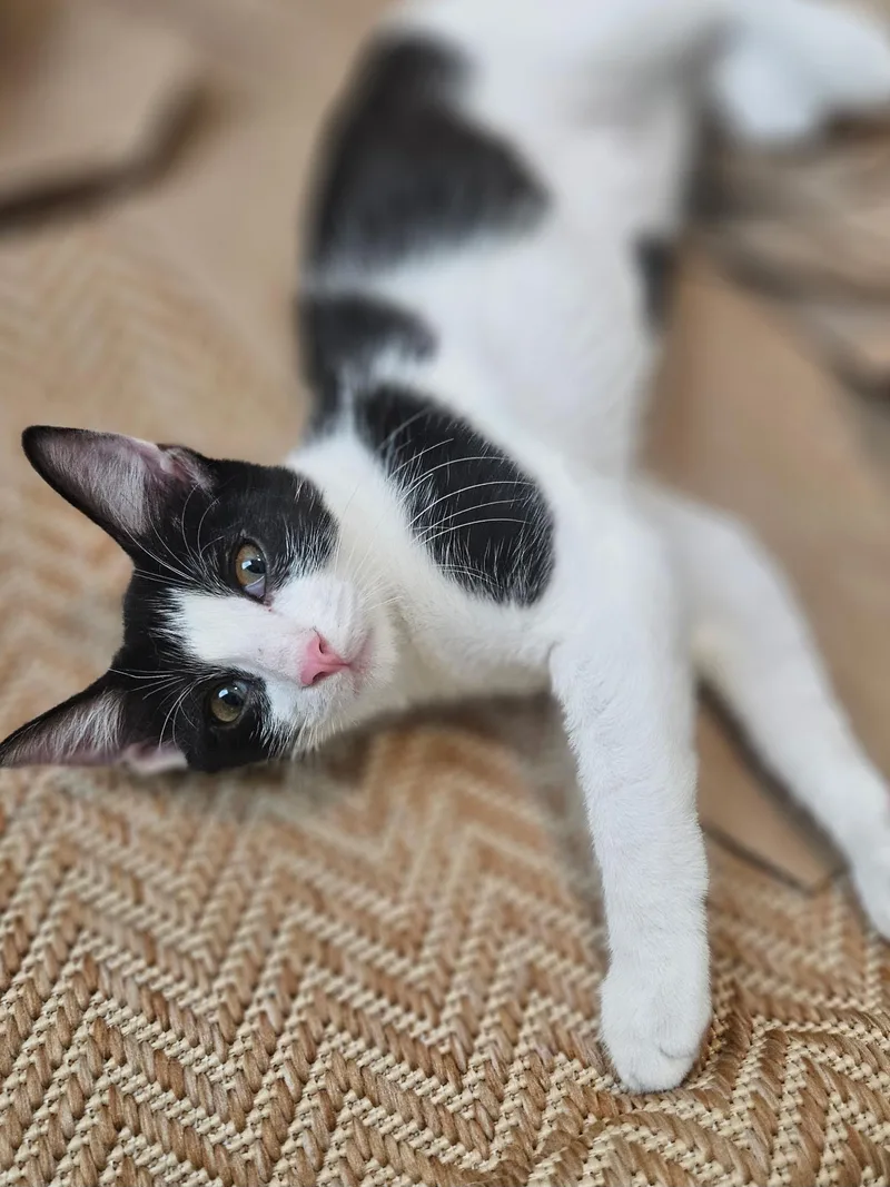 A baby small-sized female Black & White / Tuxedo Domestic Short Hair cat named Sunny for adoption in Pearland, TX