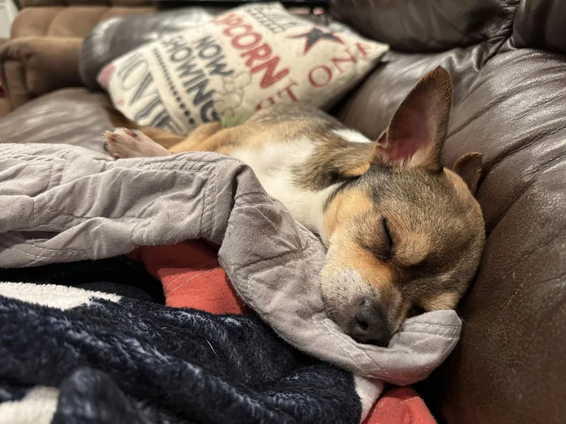 An adult small-sized male Chihuahua dog named Nacho for adoption in Houston, TX