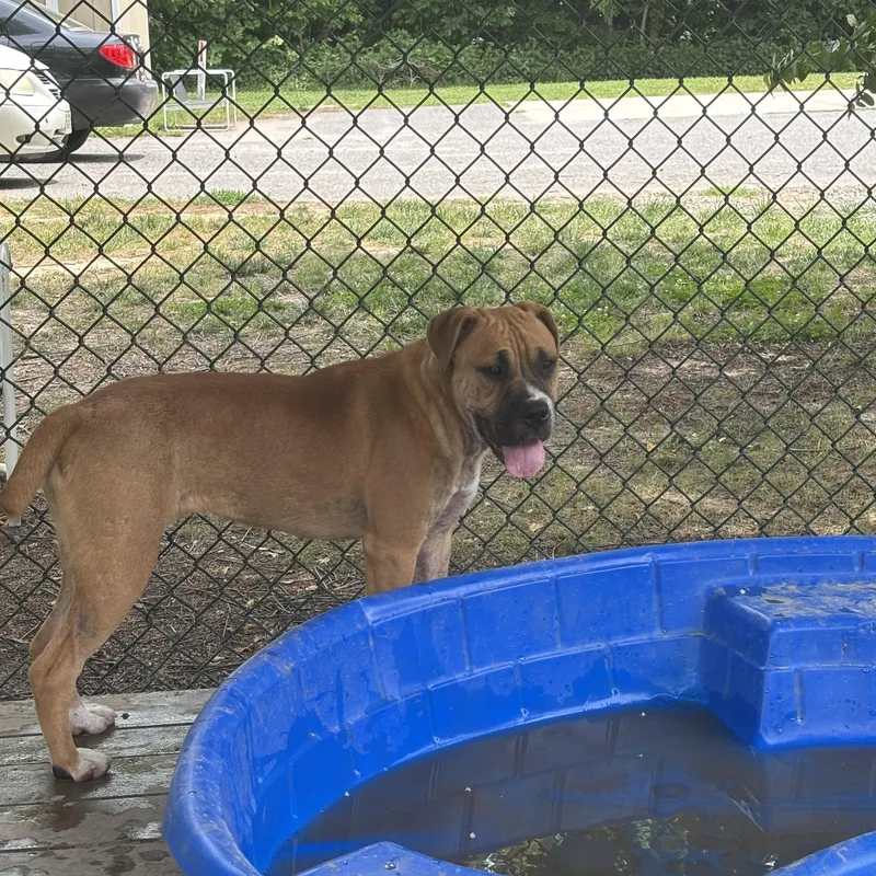 A young medium-sized female Bicolor Boxer dog named Merida for adoption in Saluda, VA