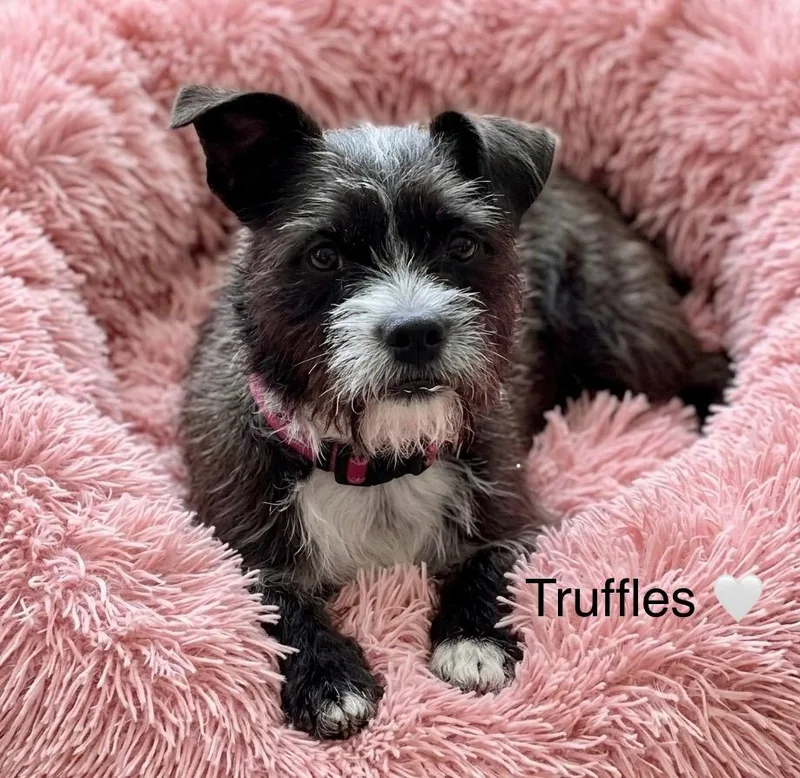 Truffles thumbnail 3