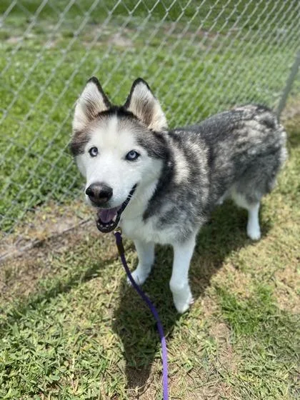 A senior large-sized male Siberian Husky dog named Fluffy for adoption in Vero Beach, FL