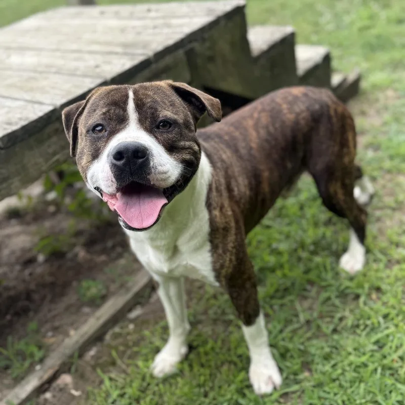 An adult large-sized male White / Cream Pit Bull Terrier dog named Minecraft for adoption in Ridgely, MD