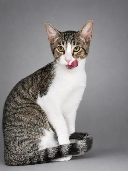 A young medium-sized male Domestic Short Hair cat named Cosmo for adoption in Bowling Green, KY