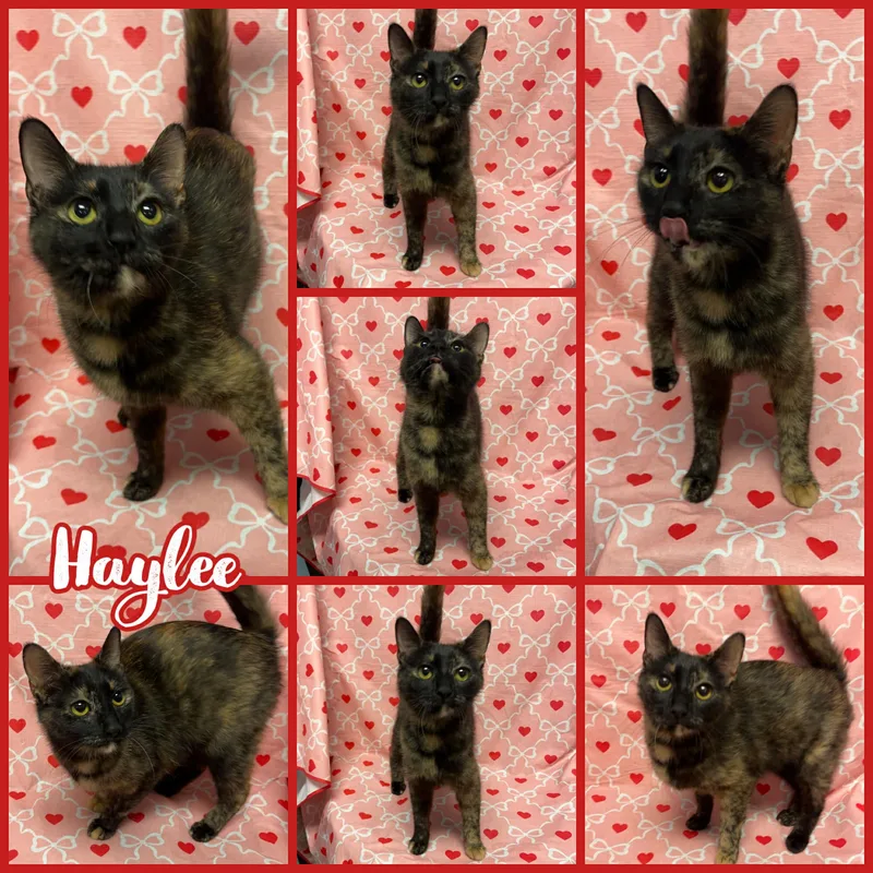 A young medium-sized female Domestic Short Hair cat named Haylee for adoption in Lockport, IL