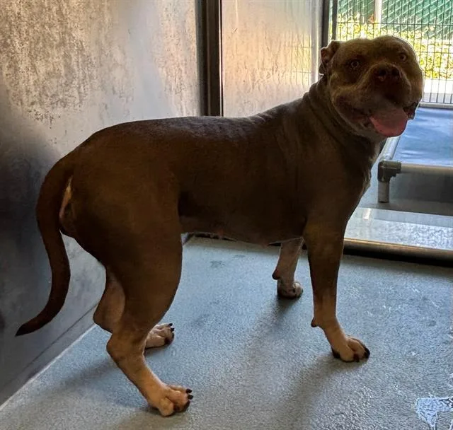 A young medium-sized female Pit Bull Terrier dog named Honey for adoption in Baldwin Park, CA