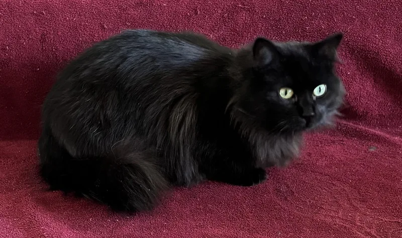 Mrs. See thumbnail 2