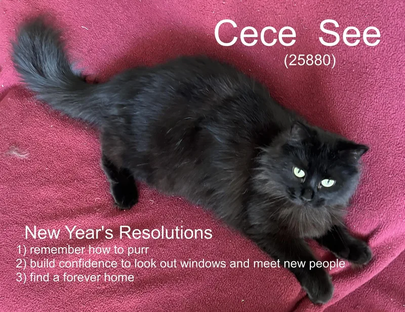 Mrs. See thumbnail 3