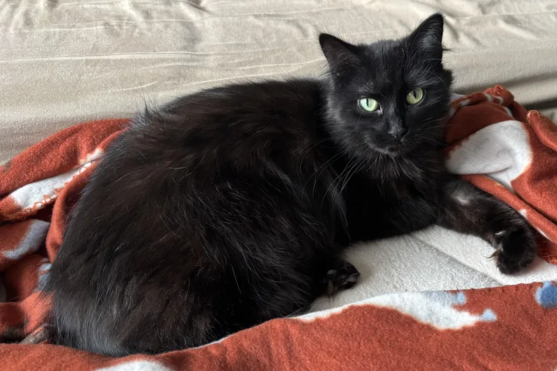 Mrs. See thumbnail 5