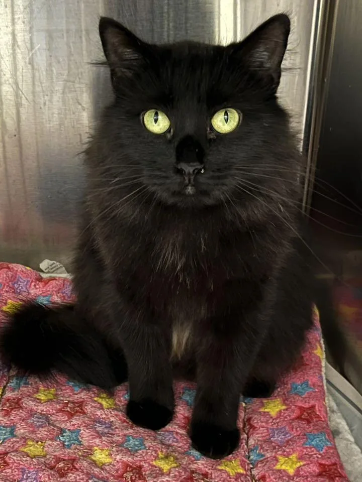 Mrs. See thumbnail 6