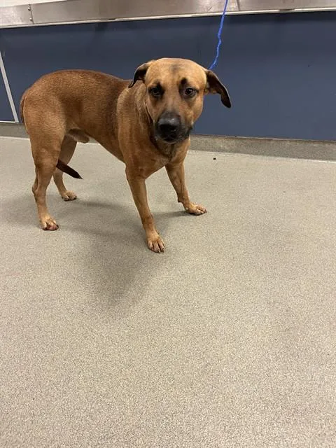 A young large-sized male Black Mouth Cur dog named Curry for adoption in Miami, FL