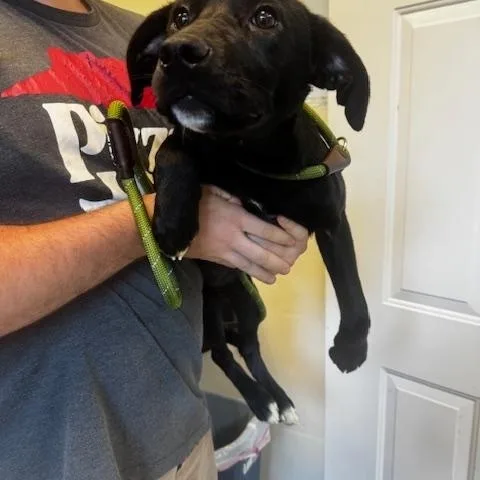 A young medium-sized female Black Labrador Retriever dog named Luna for adoption in Clayton, GA