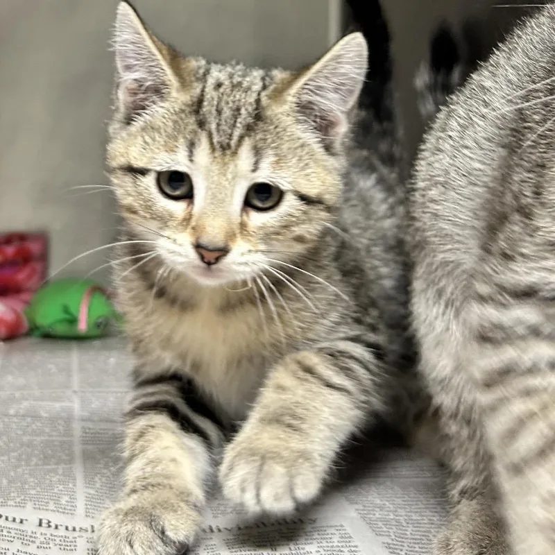 A baby small-sized female Brown / Chocolate Domestic Short Hair cat named Lucy for adoption in Newport, NC