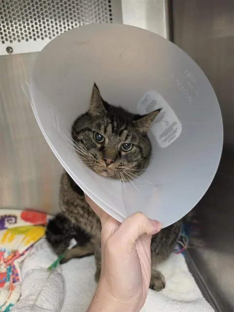 An adult medium-sized male Domestic Short Hair cat named Mercy for adoption in Albuquerque, NM