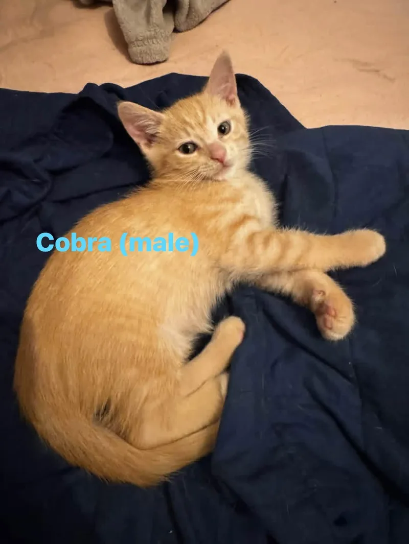 A baby medium-sized male Domestic Short Hair cat named Cobra for adoption in Cowlesville, NY