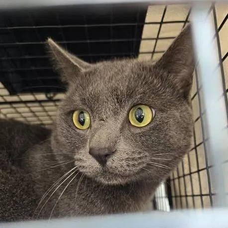 An adult medium-sized male Domestic Short Hair cat named Rafael for adoption in Bristol, IN