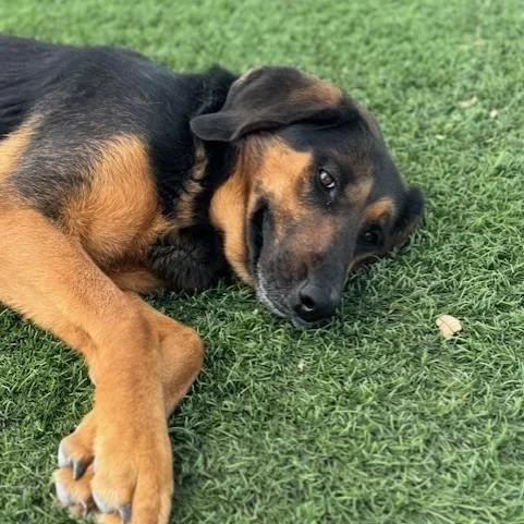 Ol' Girl thumbnail 3