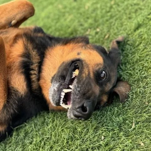 Ol' Girl thumbnail 6