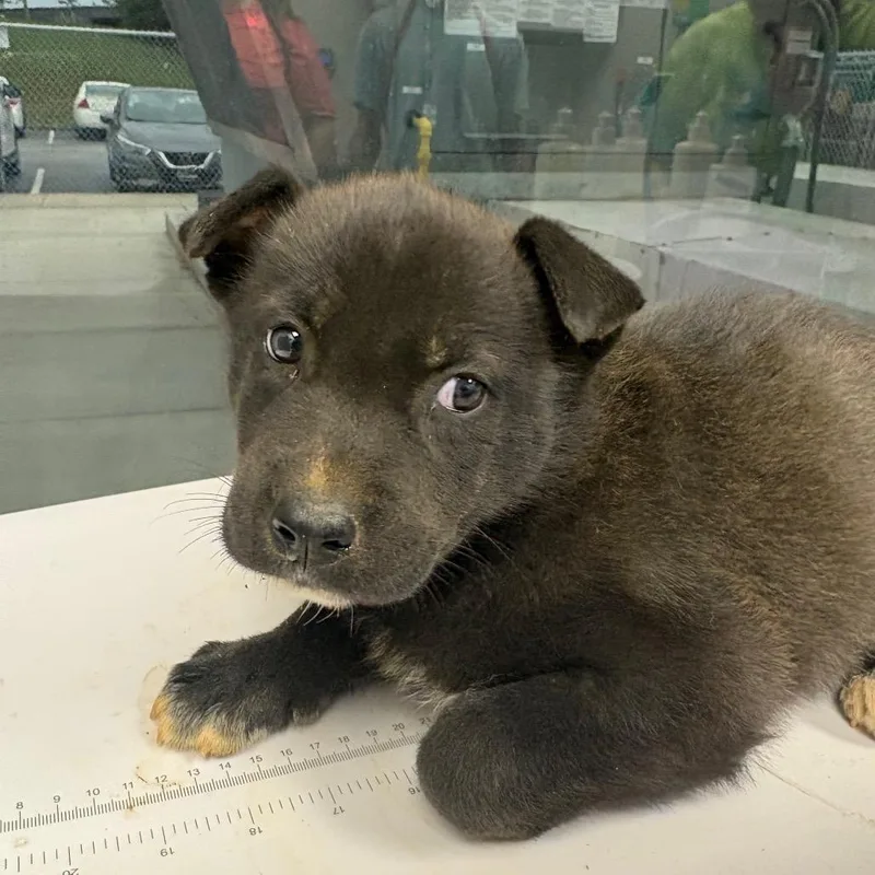 A baby small-sized male Black Mixed Breed dog named Jupiter for adoption in Columbiana, AL