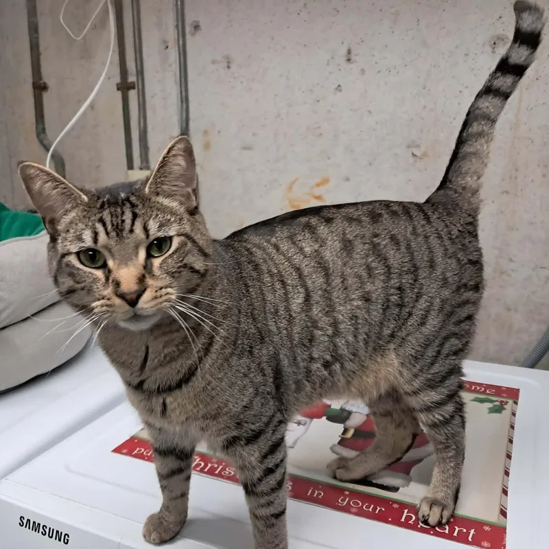 An adult large-sized male Tabby (Brown / Chocolate) Domestic Short Hair cat named Save Wendell for adoption in Vine Grove, KY