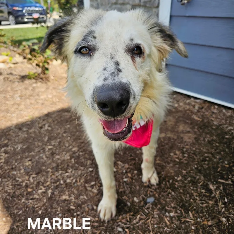 An adult medium-sized female Great Pyrenees dog named Marble for adoption in Knoxville, TN