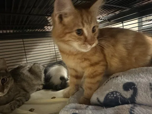 A baby small-sized male Domestic Medium Hair cat named Moss for adoption in Blountville, TN