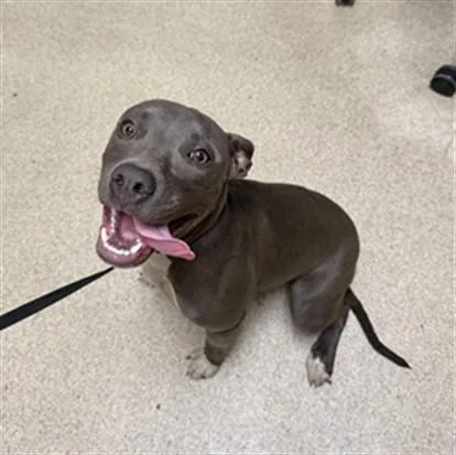 A young medium-sized female Pit Bull Terrier dog named Penelope for adoption in Riverside, CA