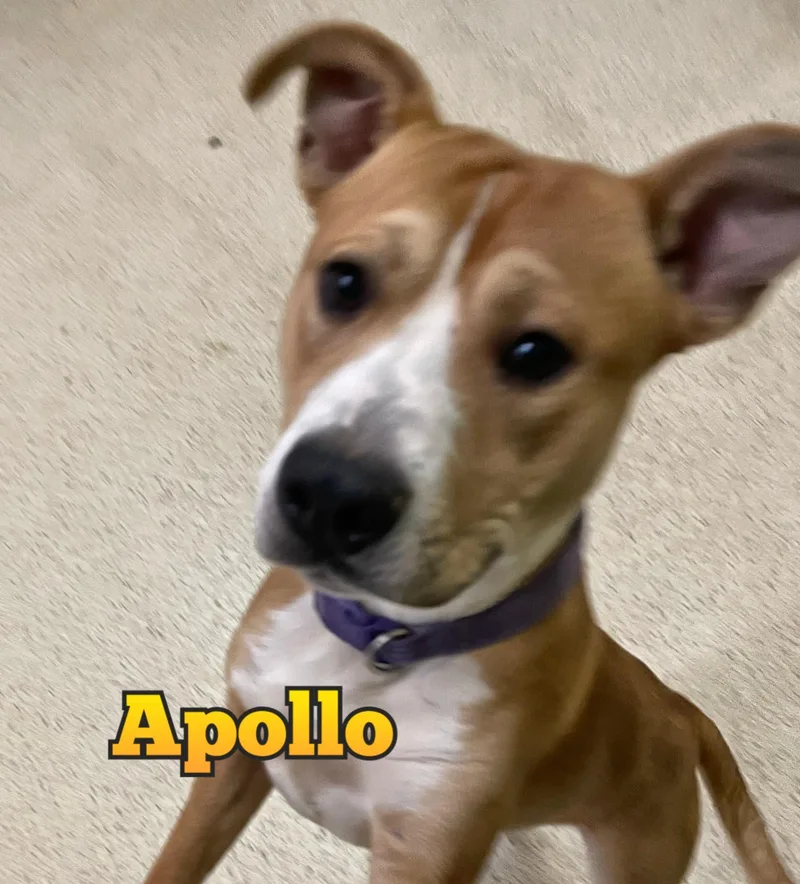 Apollo