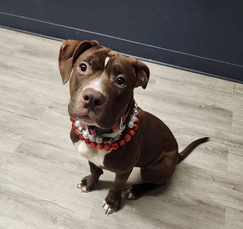A baby medium-sized female Brown / Chocolate Pit Bull Terrier dog named Bread Crumb for adoption in Mansfield, OH